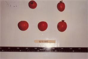 Click for 1 image(s) for this accession. FRUIT